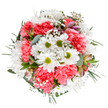 This spirited floral arrangement radiates the joy and renewal of springtime in Canning Town, its vivid palette and fine details revealing the florist's artistry. At its heart, pure white daisies with luminous green eyes mirror the optimism of local parks in bloom. Cushioning them, an abundance of coral-pink carnations creates soft, ruffled layers, their welcoming warmth inviting thoughts of milestones celebrated in E16 homes. Wisps of white gypsophila meander throughout, like miniature clouds drifting over East London, balancing boldness with a dreamy softness. Blush alstroemeria buds and the unmistakable scent of eucalyptus mingle gently from beneath, weaving scent and colour in subtle harmony. Encircled by glossy and silvery-green foliage, the bouquet achieves an elegant, circular balance-an emblem of unity and hope. Its fresh composition is suited for expressing gratitude, celebrating a birthday, or simply bringing a smile to someone's face, whether set by a kitchen window overlooking Canning Town's lively streets or delivered as a heartfelt gesture by a local independent florist.