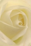 The viewer is gently pulled into the softly spiralled heart of a cream-white rose-a local favourite in Canning Town, where it's delicately unfurled to evoke peace and sincerity. Every petal feels as though it's been shaped by the morning breeze drifting in from the Royal Docks, their texture inviting and whisper-light, shimmering just so under subtle, natural light. The innermost folds twine towards the centre, creating a hypnotic play of gentle shadows that lend the rose subtle depth, as if the flower itself draws breath. There's a tranquil, luminous quality, much like the stillness that settles along Barking Road before the day's bustle begins. The fragrance hovers in your imagination: sweet, refined, understated, a faint reminder of backyard blooms after a soft rain. As an experienced Canning Town florist, I recognise in this rose the supreme grace suited for expressing sympathy, admiration, or the hope that comes with fresh beginnings-perfect for delivery to homes and celebrations throughout E16. The image is more than a flower; it speaks of community, mindfulness, and the artistry that shapes every thoughtfully crafted bouquet here in Canning Town.